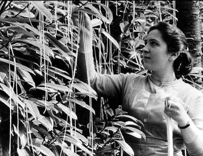 An Italian Spaghetti Farmer